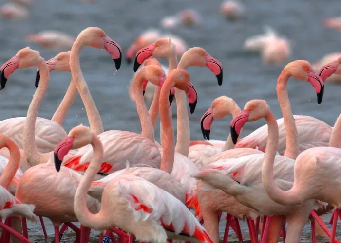 Primavera 2-1 アパート