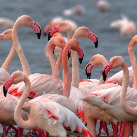 Primavera 2-1 Apartamento